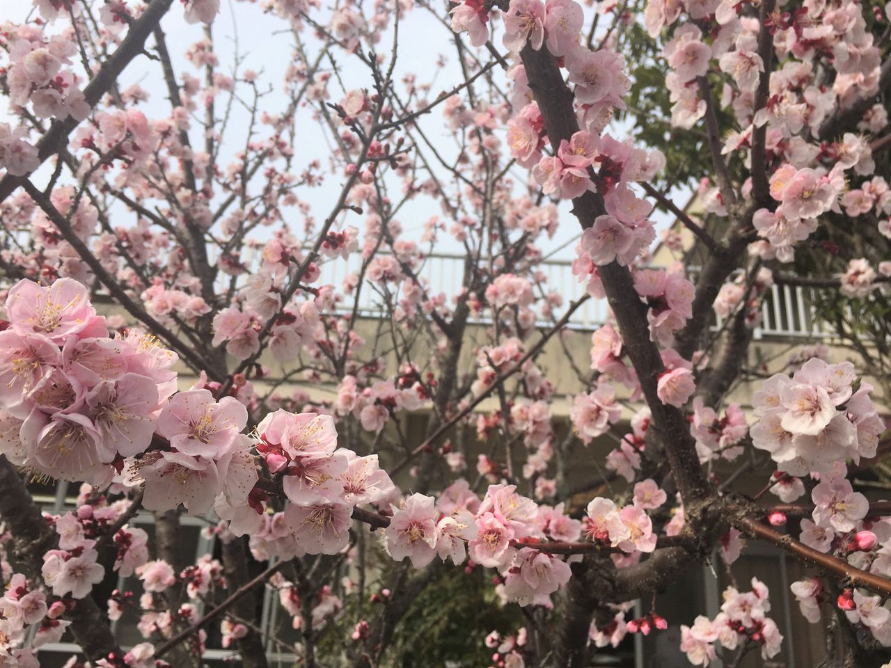 杏の花が見頃です あぷりん日記 ナイスランド北方のブログ 杏の花が見頃です あぷりん日記 ナイスランド北方のブログ