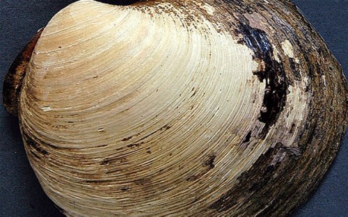 生物 世界最高齢507歳の貝 年齢調査で死亡は誤解 ２ちゃれば炒め