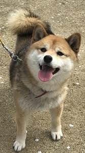 画像 珍しく賢そうな柴犬 警察犬へ スペード速報 ゝ