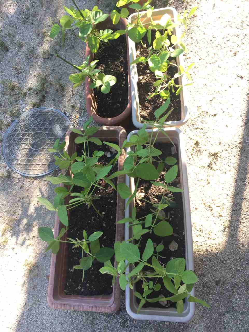 枝豆49日目 水やり 気ままに野菜作りblog 枝豆49日目 水やり 気ままに野菜作りblog