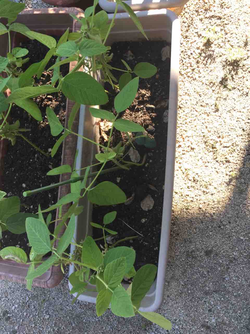 枝豆49日目 水やり 気ままに野菜作りblog 枝豆49日目 水やり 気ままに野菜作りblog