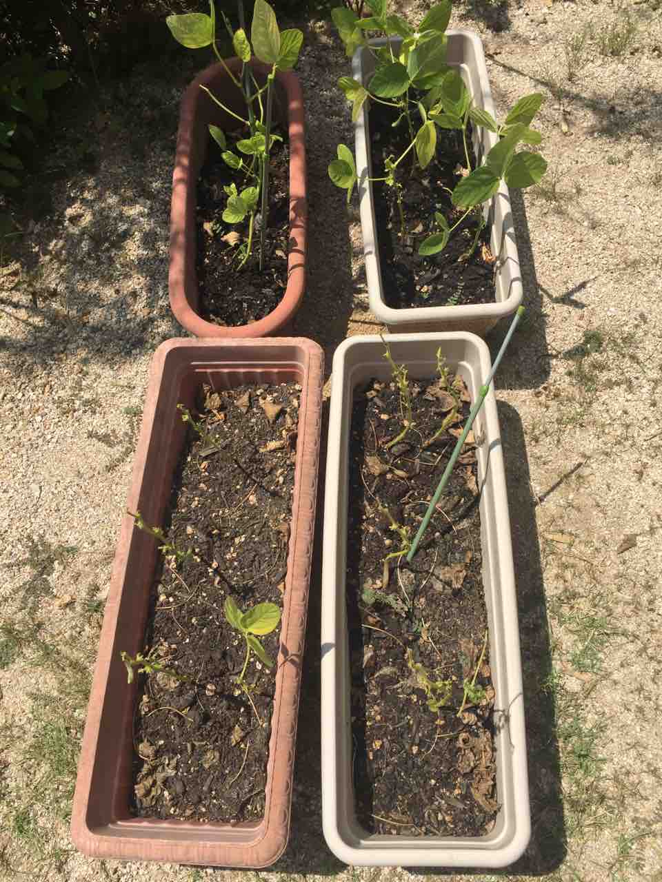 枝豆77日目 水やり 気ままに野菜作りblog