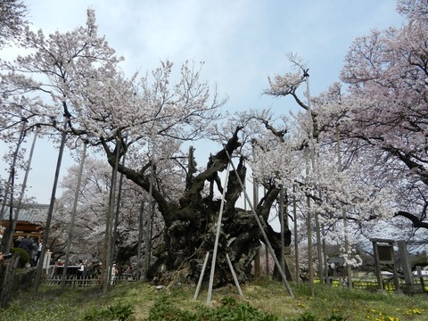 sakura-japan-or-korea