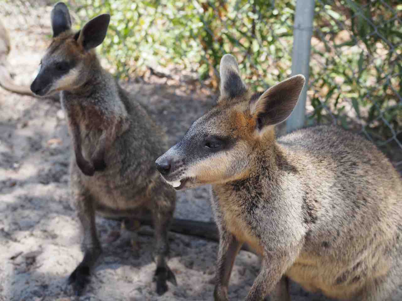 コフヌコアラパークでカンガルーに会うの巻 Nici De Marie ジャカルタ２人暮らし主婦生活