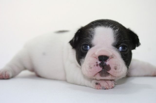 群馬県ブリーダー犬舎 フレンチブルドッグの子犬生まれました ペットショップ ワンダフルライフのblog