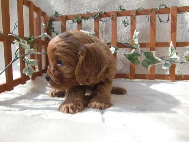 福岡県 ブリーダーキャバプー ミックス犬メス出産情報 ペットショップ ワンダフルライフのblog 福岡県 ブリーダーキャバプー ミックス犬メス出産情報 ペットショップ ワンダフルライフのblog