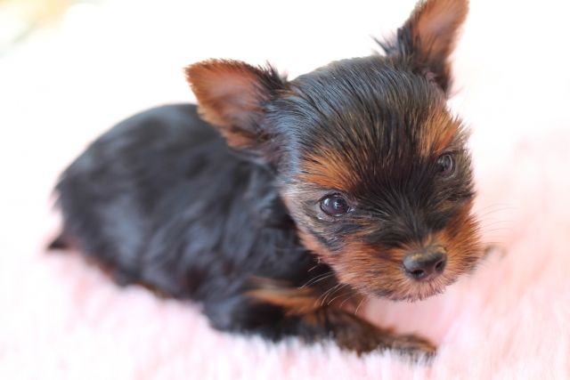 ペットショップ ワンダフルライフのblog 千葉県 ヨークシャ・テリア・（ヨーキー）ブリーダー子犬出産情報