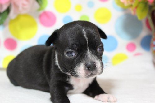 福岡県ブリーダー 珍しいカラーのミックス犬 子犬情報 ペットショップ ワンダフルライフのblog