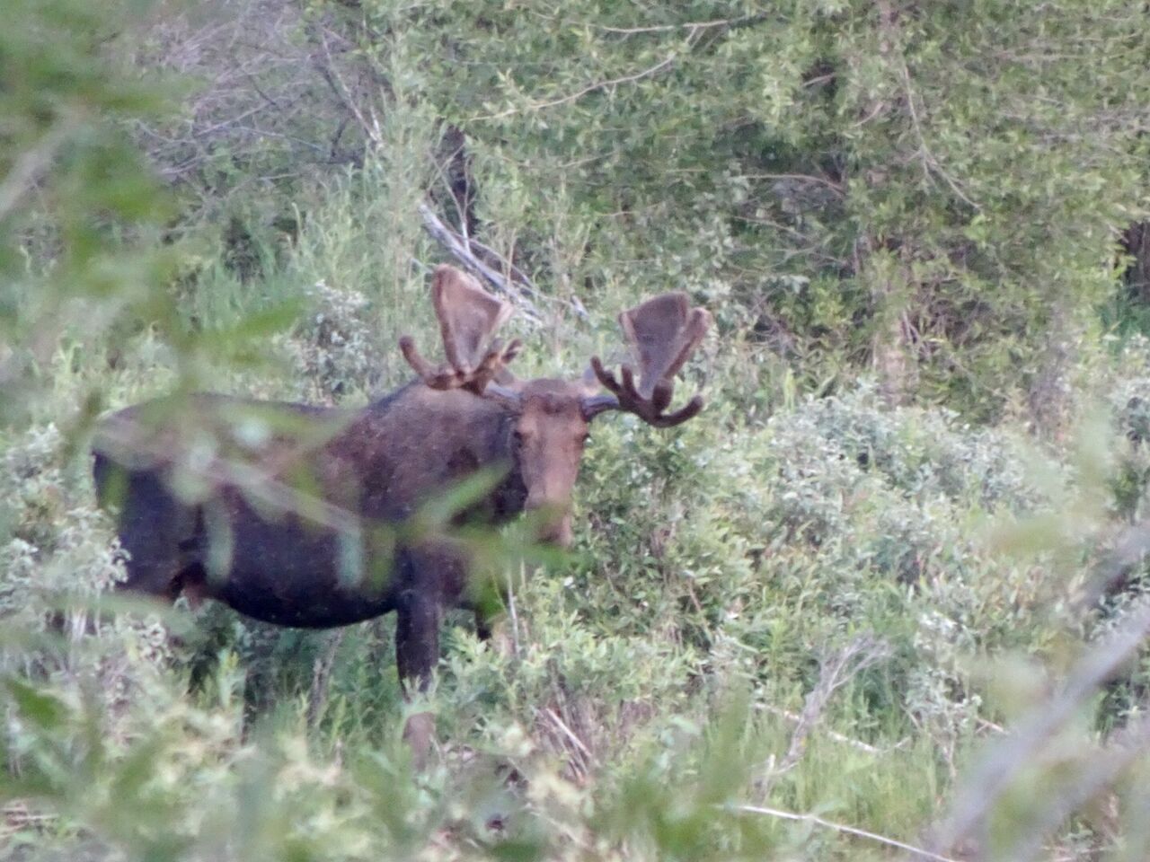 アメリカ西部キャンピングカーの旅 前編 ムースを探して In グランドティトン ロサンゼルス発 トレイルランナーのアウトドア アドベンチャーblog