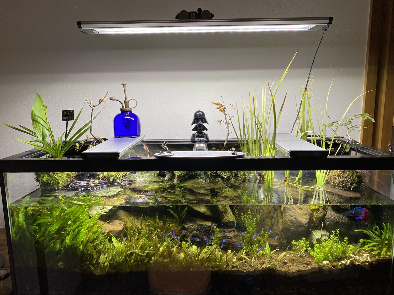 Moss Ball Nick Show Blog