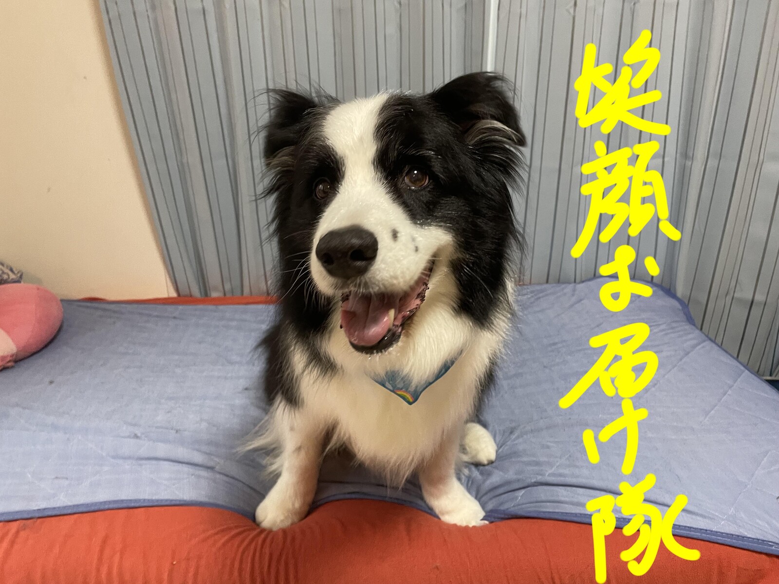 モフぽてち ニコっとルンルン日記