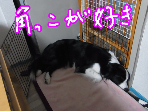 RIMG18323