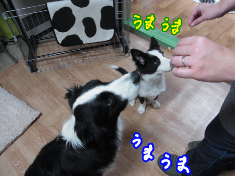 RIMG28407
