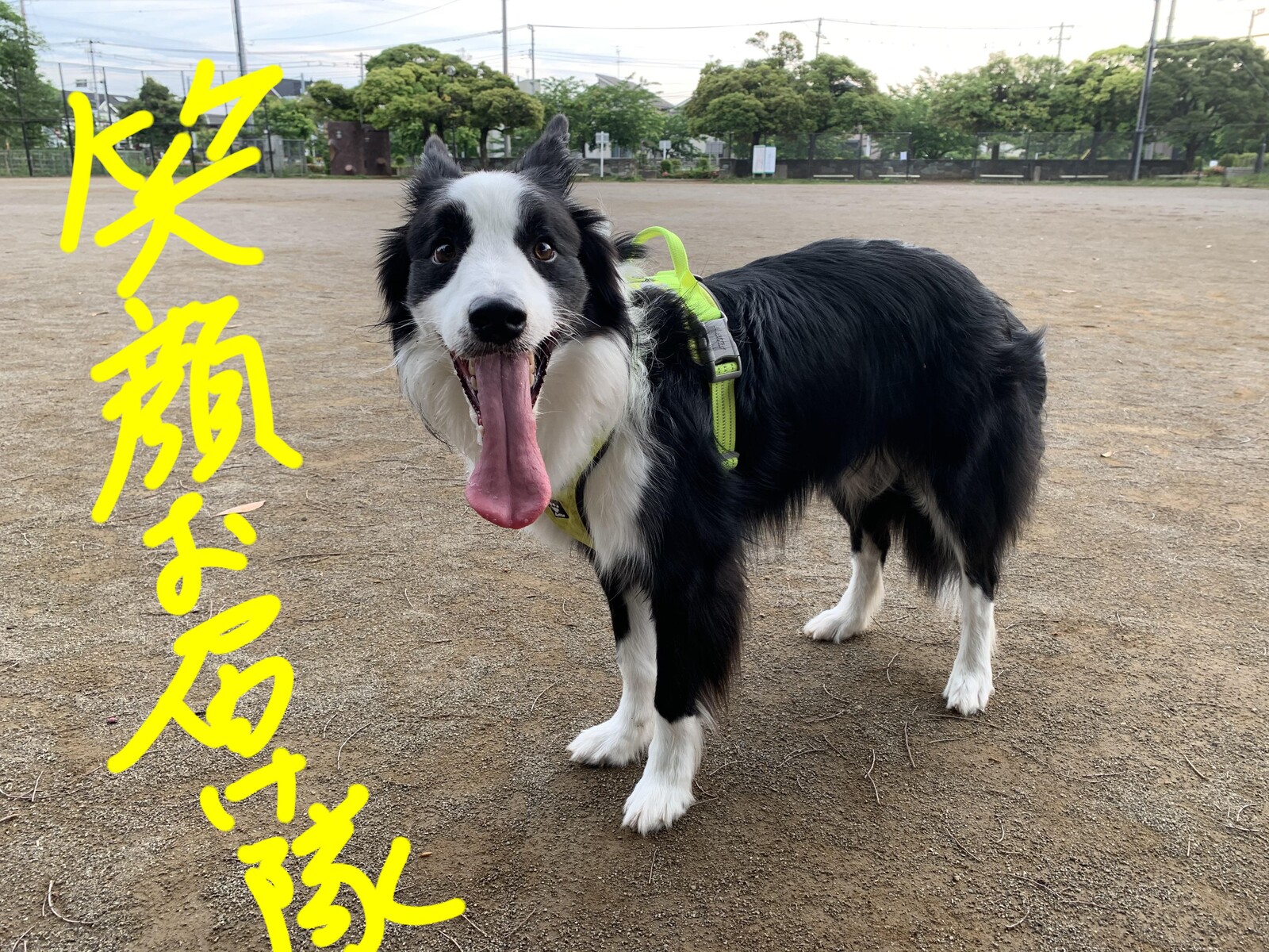 ぶらっしんぐ ニコっとルンルン日記 ぶらっしんぐ ニコっとルンルン日記