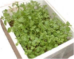 クレソンをコンテナで栽培しています ニコム福島