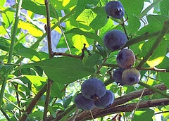 DSC07540a