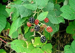 DSC06177