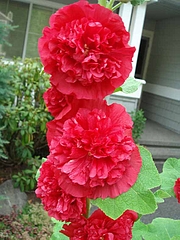 DSC07325a