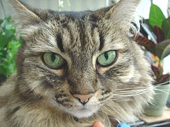 DSC08559a