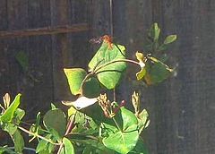 DSC06384A