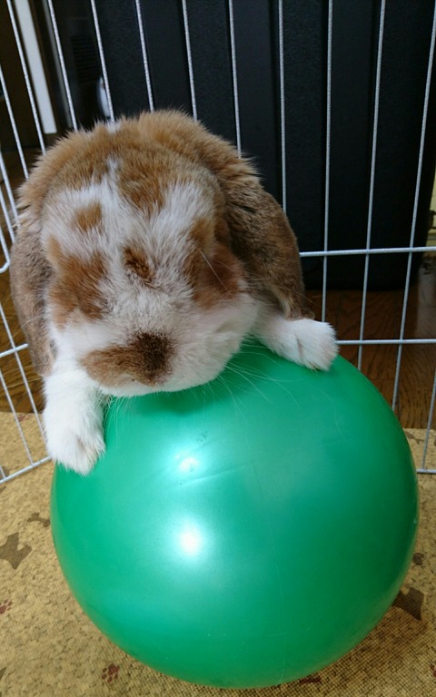 シンバ&ロケット ボール遊び♥