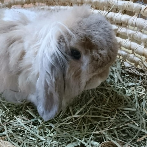 うちのロケットくんです(アメリカンファジーロップ)