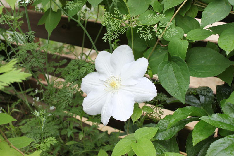 Nicotte バラとクリローとクレマと刺繍のブログ クレマチス