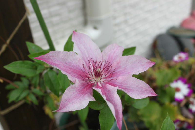 Nicotte バラとクリローとクレマと刺繍のブログ クレマチス