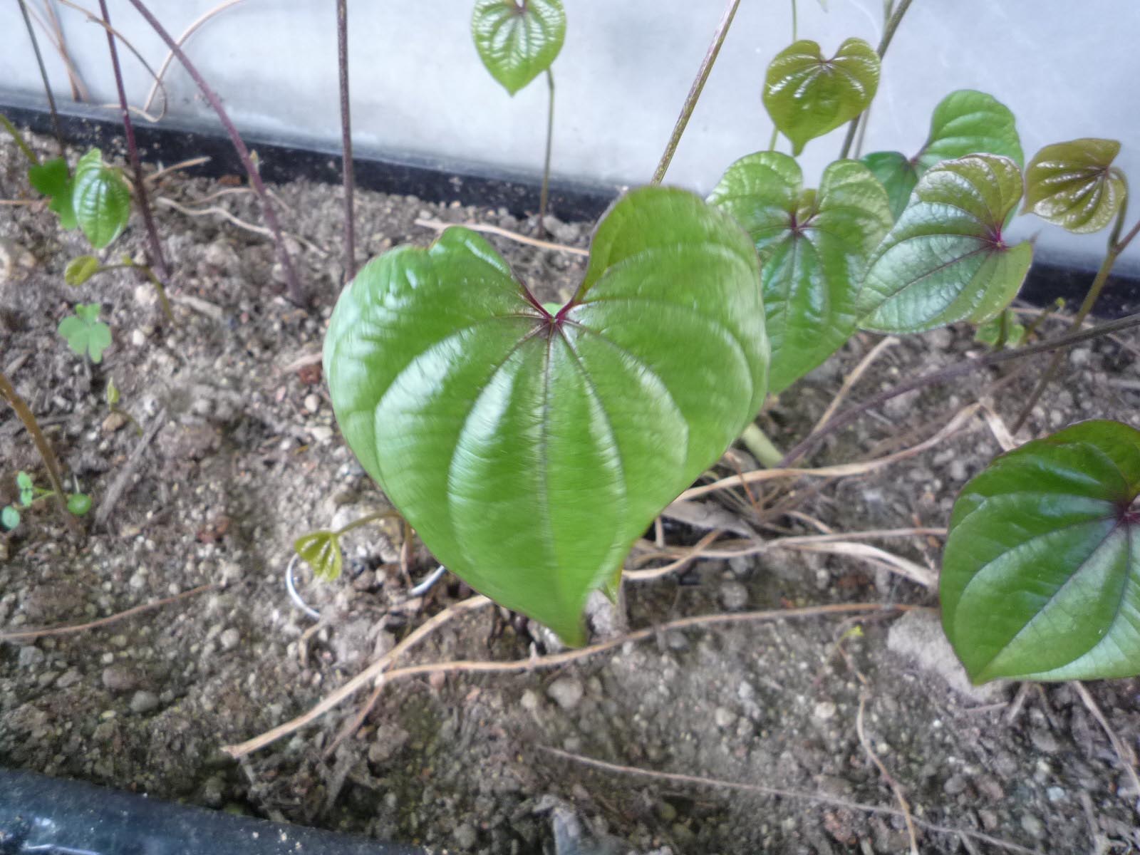 目指せ自然薯マイスター ベランダ農園 ダッシュ村 目指せ自然薯マイスター ベランダ農園 ダッシュ村