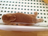 うさぎ 足伸ばし寝