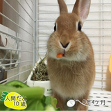 ルビー4ヶ月