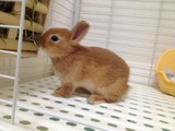 うさぎ 草食べる