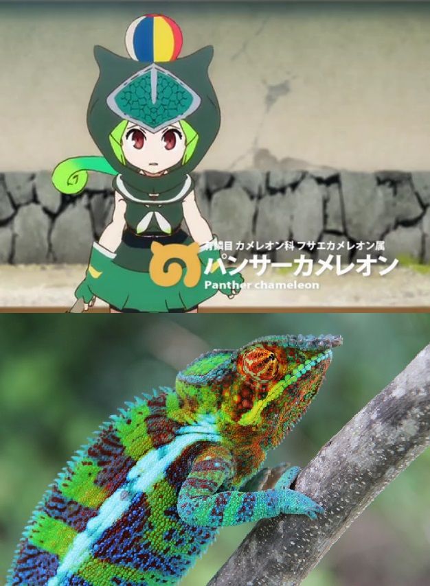 ｱﾆﾒ けものフレンズ キャラの実物写真を見たいフレンズ集合っ 中編 人生０手の読み