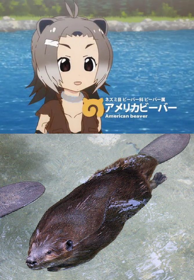 アニメ けものフレンズ キャラの実物写真を見たいフレンズ集合っ 中編 人生0手の読み アニメ けものフレンズ キャラの実物写真を見たいフレンズ集合っ 中編 人生0手の読み