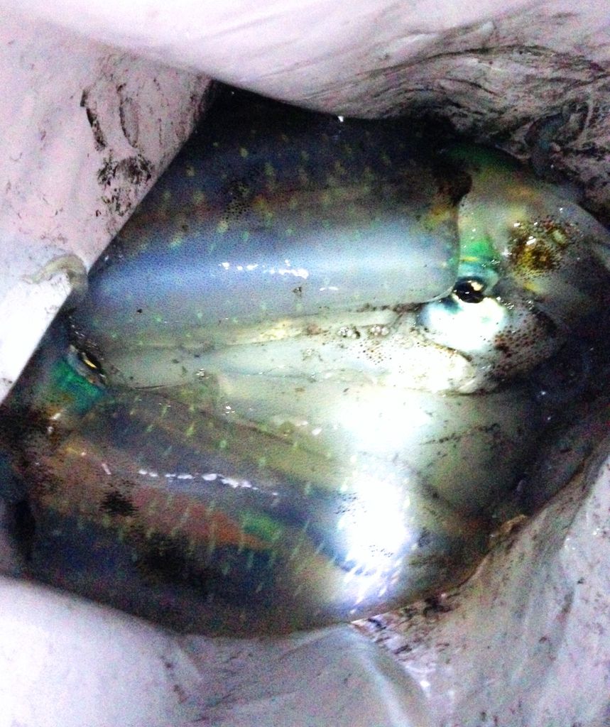 明石エギング 明石本流エギング ナイトロックフィッシング