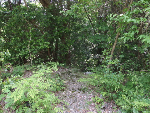 P5273524