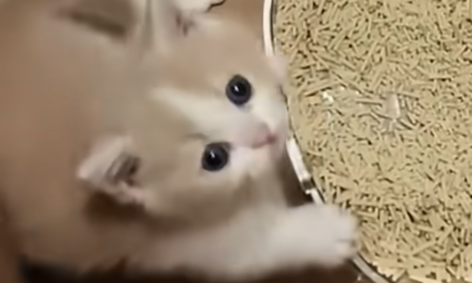 スクリーンショット 2025-05-06 155420