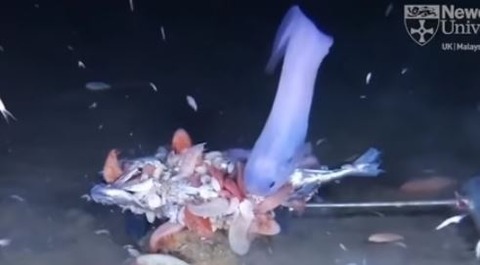 キャプチャ