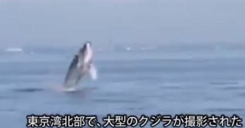 キャプチャ