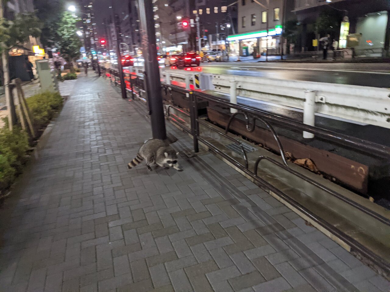 画像 東京中目黒に謎の生物出現 パシャッｗｗｗｗ ろいアンテナ