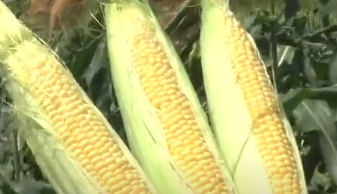 スクリーンショット 2025-05-06 155420