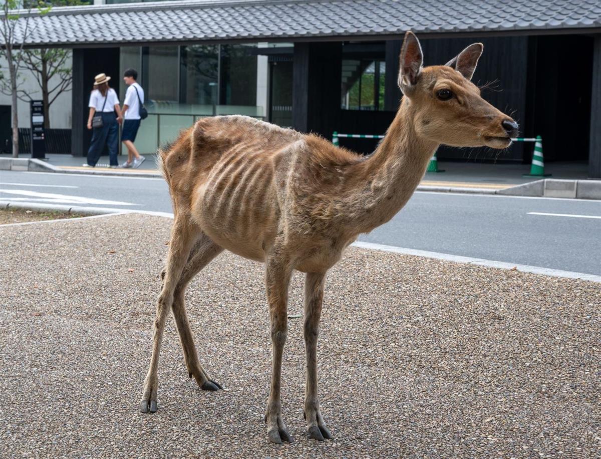 悲報 奈良公園の鹿 観光客から鹿せんべいを貰えなくなってやせたかなしい姿になる 鹿せんべい依存症か ゆうの Let S Try 悲報 奈良公園の鹿 観光客から鹿せんべいを貰えなくなってやせたかなしい姿になる 鹿せんべい依存症か ゆうの Let S Try