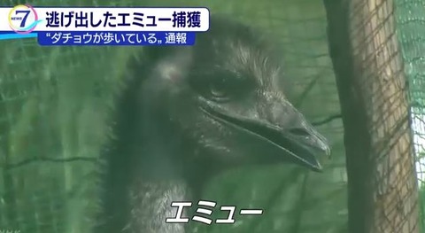 キャプチャ