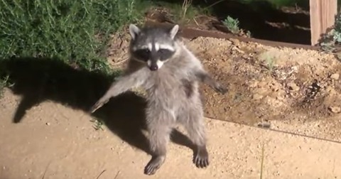 キャプチャ