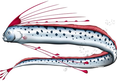 ryugunotukai_large