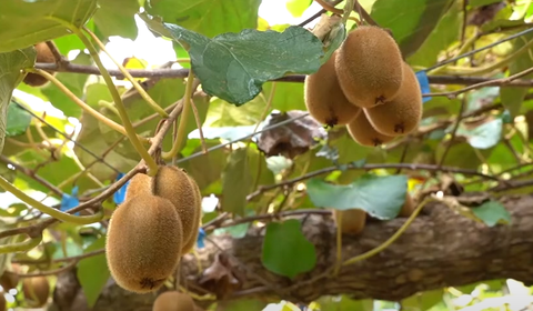 スクリーンショット 2024-10-05 001855