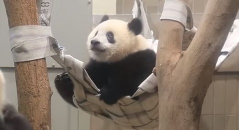 キャプチャ