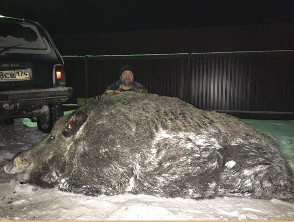 ツイッター速報【ロシア】ウラル山脈以東のスヴェルドロフスク州の森で体重535キロの超巨大イノシシが射殺される！　コメントする