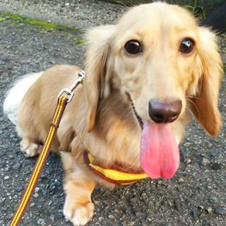 11410503_1584746851788563_613339271_n