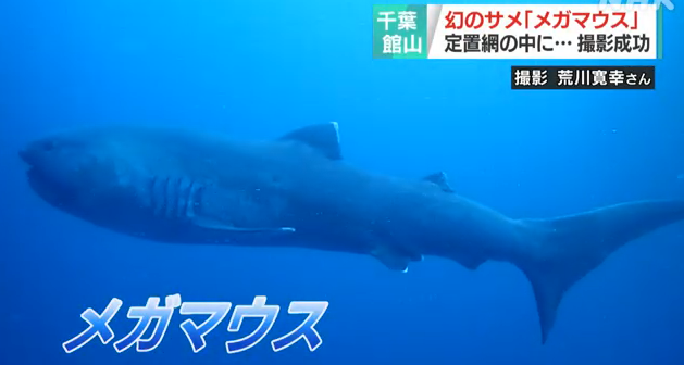 【動画あり】幻のサメ 生きたメガマウス、東京湾の沖合に 大きさ6メートル 専門家「生きた姿をここまで鮮明に捉えた映像はとても珍しい ...